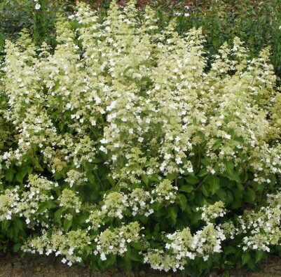 Hortenzija 'Kyushu' (Piegāde no 20.-22. aprīlim)